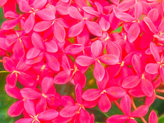 Cluster of unidentified flowers with four small ovate petals in shades of red in a subtropical garden, autumn in southwest Florida, with digital painting effect