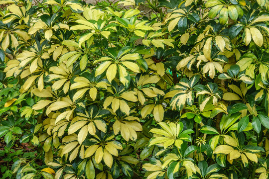 Foliage of variegated arboricola (binomial name: Schefflera arboricola 'Trinette'), a tropical evergreen shrub popular for landscaping in southern Florida, in an ornamental garden in Tampa