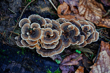 Baumpilz Schmetterlingstramete (Trametes versicolor) wächst auf abgestorbenem Baumstumpf