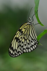 Fototapeta na wymiar Paper Kite/ White Nymph Butterfly, U.K. A large tropical Lepidoptera using a macro lens.