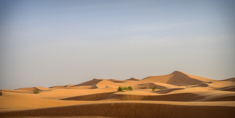 Fototapeta na wymiar Beautiful dunes in Sahara desert.