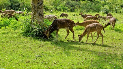 Large group of Wild Spotted deers or axis deers herd grazing in the Bandipur mudumalai Ooty Road