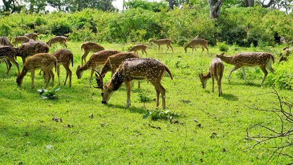 Large group of Wild Spotted deers or axis deers herd grazing in the Bandipur mudumalai Ooty Road