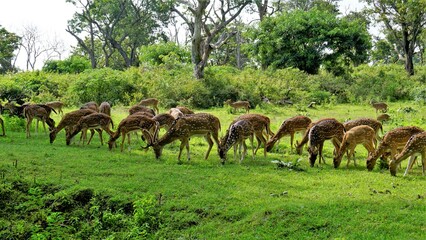 Large group of Wild Spotted deers or axis deers herd grazing in the Bandipur mudumalai Ooty Road