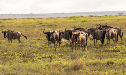 Naklejka na ściany i meble Herd of ox-headed antelopes in Africa