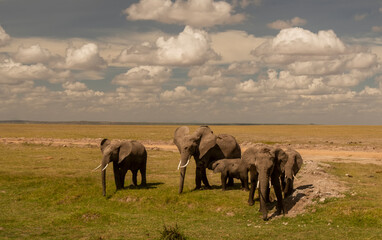 Fototapeta na wymiar Herd of African Elephants walking through grass in Kenya National Park