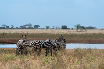 Fototapeta na wymiar Zebra on African grassland, Kenya National Park