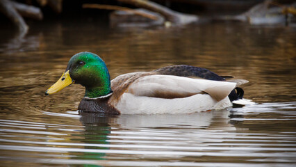 Drake Mallard (2023)