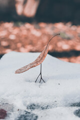 Leaf on snow, winter nature