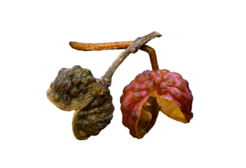 super macro shot food background. .two Sichuan peppers green and red isolated very close on a black