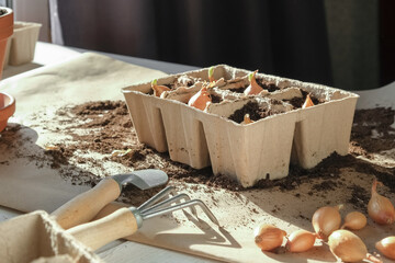 Garden,gardening home. Girl replanting green pasture in home garden.agriculture,indoor garden,room with plants banner Potted green plants at home, home jungle,Garden room gardening, Plant room