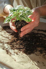 Garden,gardening home. Girl replanting green pasture in home garden.agriculture,indoor garden,room with plants banner Potted green plants at home, home jungle,Garden room gardening, Plant room