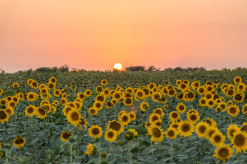 sunflower field at sunset