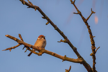 sparrow on a branch