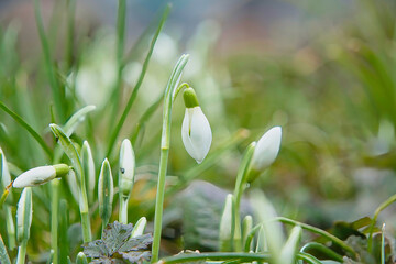 Schneegl&ouml;ckchen
