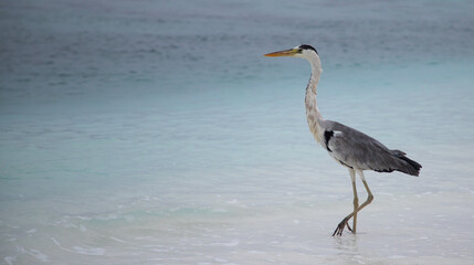 great Blue Heron by the sea