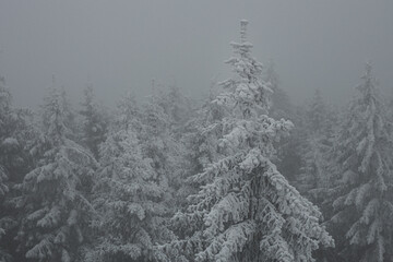frosted conifers in the forest in the fog