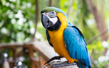 beautiful Blue-and-Yellow Macaw in rainforest