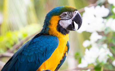 beautiful Blue-and-Yellow Macaw in rainforest