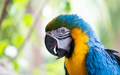 beautiful Blue-and-Yellow Macaw in rainforest