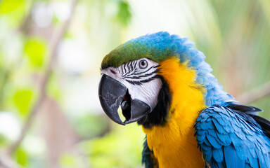 beautiful Blue-and-Yellow Macaw in rainforest