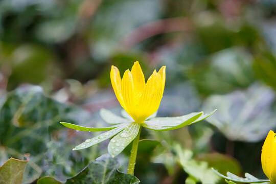 Winterblumen