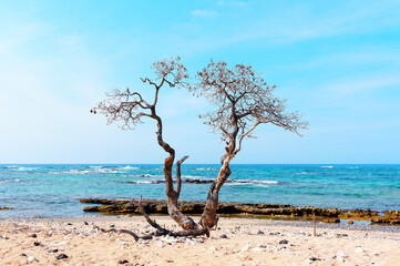 Picturesque and memorable Hawaiian landscape: Weathered tree standing on the beautiful coastline of Hawaii. Striking natural monument against the crystal clear blue waters.