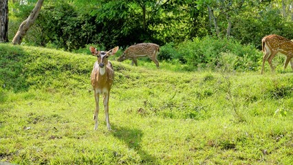 Wild Spotted deers or axis deers herd in the Bandipur mudumalai Ooty Road, India.
