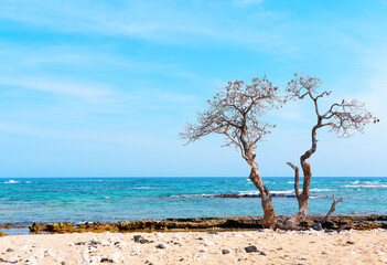 Fototapeta na wymiar Old and weathered tree with twisted branches and no leaves standing at the shoreline against turquoise ocean and clear blue sky. Resilience, endurance and time passage concept.
