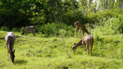 Wild Spotted deers or axis deers herd in the Bandipur mudumalai Ooty Road, India.