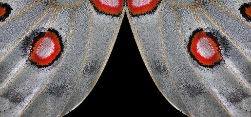 Apollo butterfly wings texture background. Abstract pattern of colorful butterfly wings.