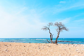 Lonely dry tree on a sandy ocean beach