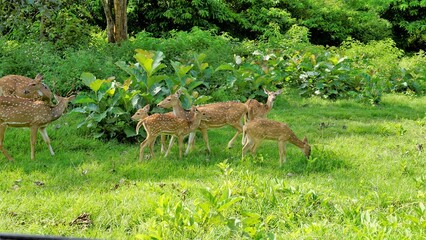 Wild Spotted deers or axis deers herd in the Bandipur mudumalai Ooty Road, India.