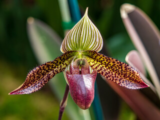 orchid flower closeup