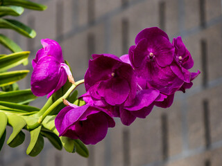 purple orchid on wooden background