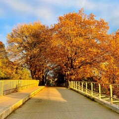 The Bridge near Anatole France, Rennes in November