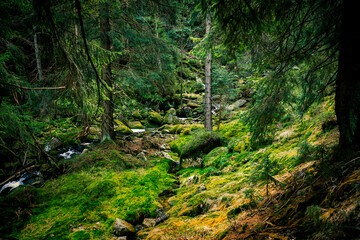 Wild forest in Polish montains