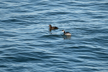 Horned grebe (Podiceps auritus) and Harlequin duck (Histrionicus histrionicus) swimming together in lake