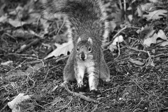 Black and white photo of squirrel foraging for nuts on forest floor