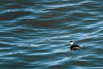Horned grebe (Podiceps auritus) in cold blue lake