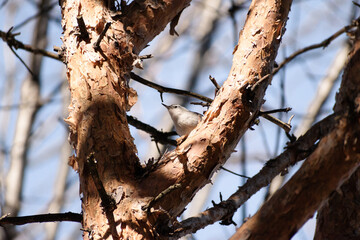 White-breasted nuthatch (Sitta carolinensis) perched in pine tree