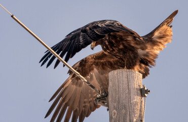 Golden Eagle Canada