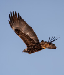 Golden Eagle Canada