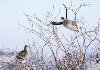 Sharp Tailed Grouse