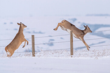 Deer jumping in Winter