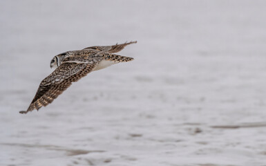 Snowy Owl in flight