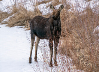 Prairie Moose Winter