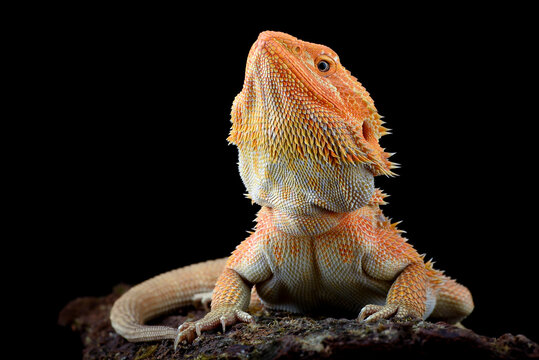 Bearded dragon on a tree - Powered by Adobe