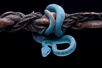 Lesser Sunda pit viper (Trimeresurus insularis) in black background