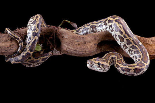 Burmese python coiled around a tree